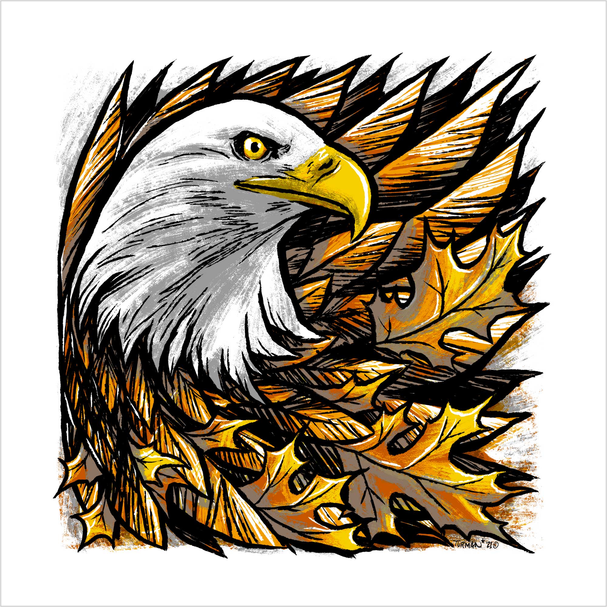 The legendary raptor, the bald eagle.