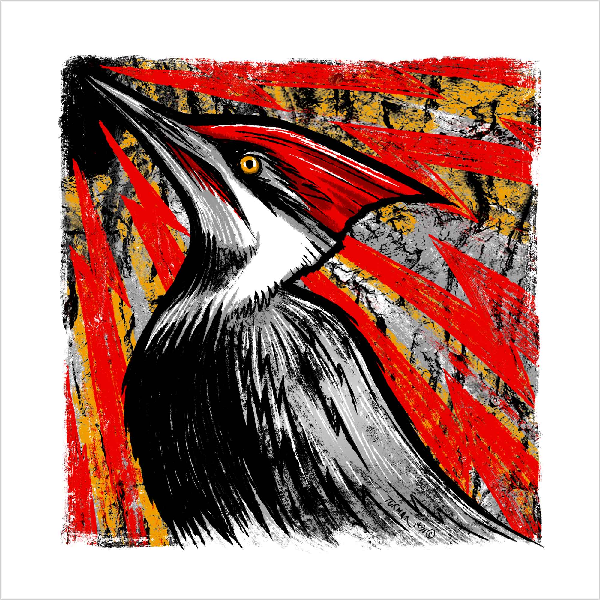 Pileated Woodpecker Screen Print "Knock-Knock" by Adam Turman