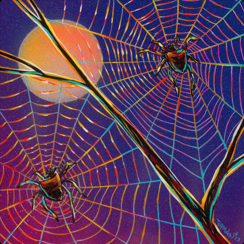 Spiders