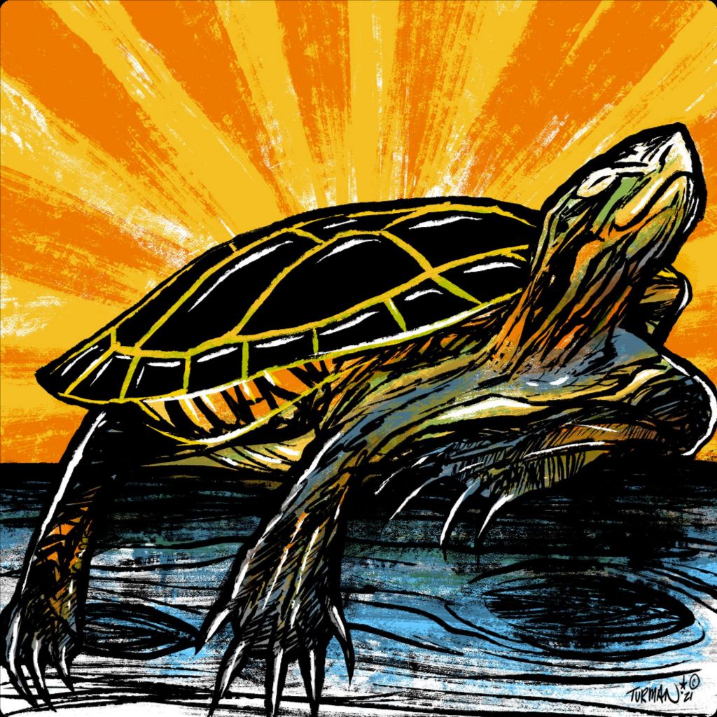 Sunny Painted Turtle