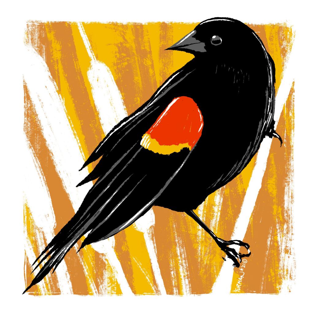 Red Wing Blackbird - Original Screen Print