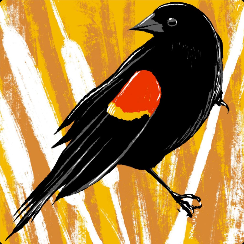Red Wing Blackbird - Original Screen Print