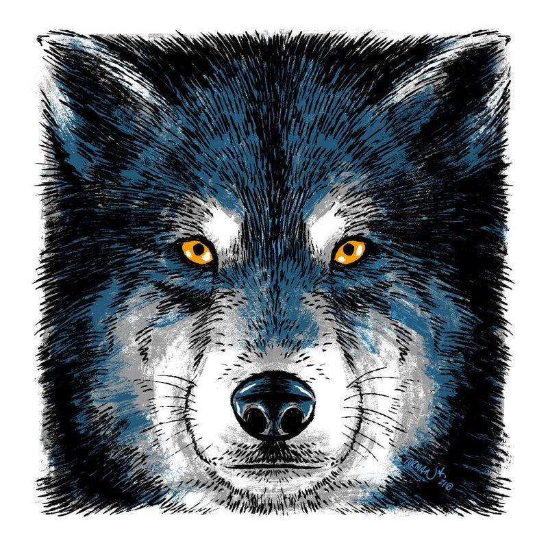 Staring Contest Wolf