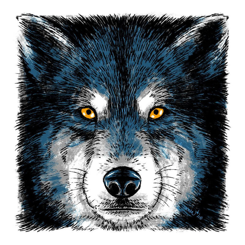 Staring Contest Wolf