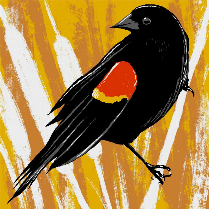 Red Wing Blackbird