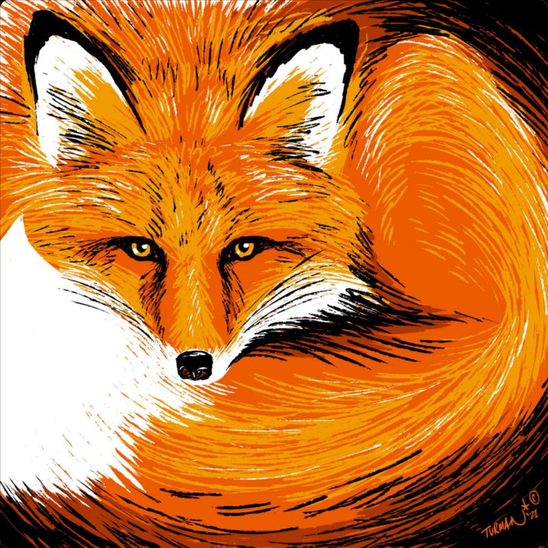 Curly - Red Fox