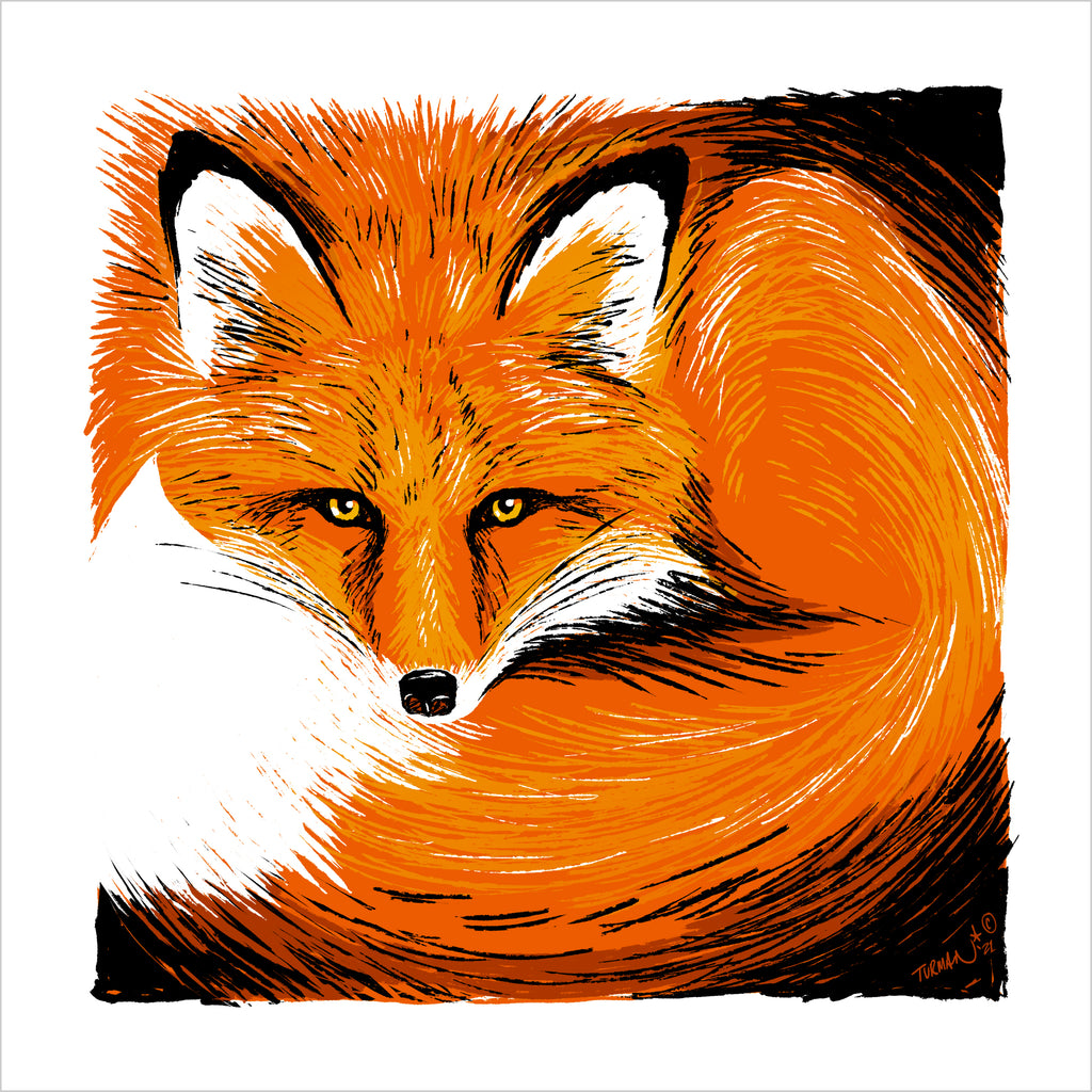 Curly - Red Fox